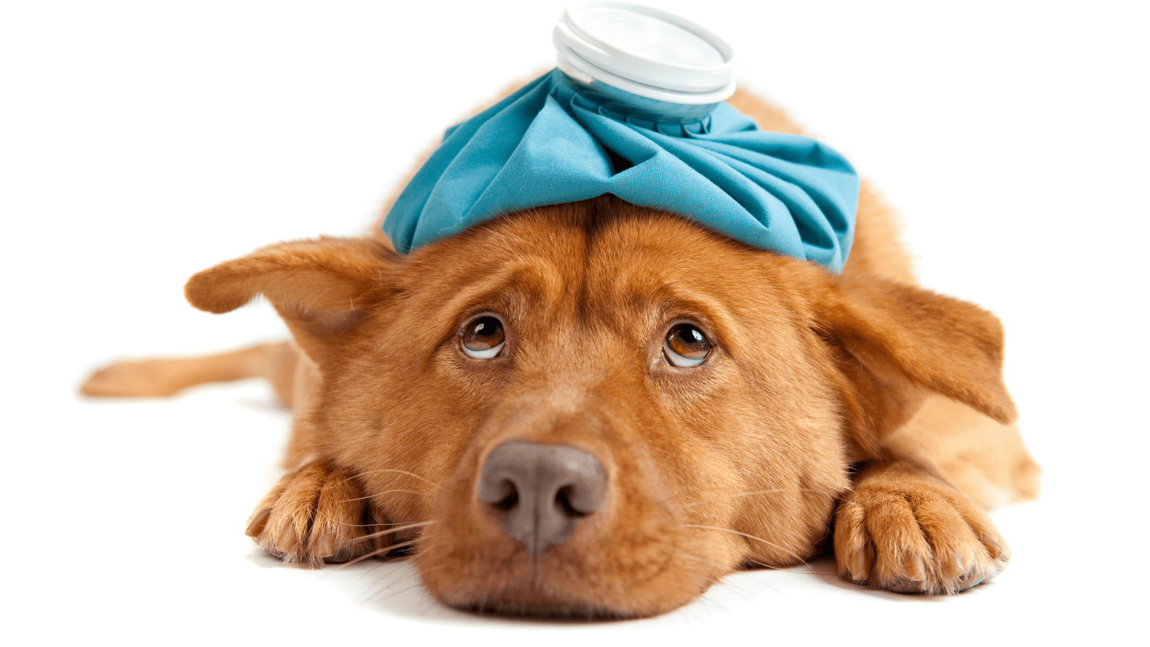 "The Ultimate Hangover Cure: Proven Remedies to Ease Your Symptoms"